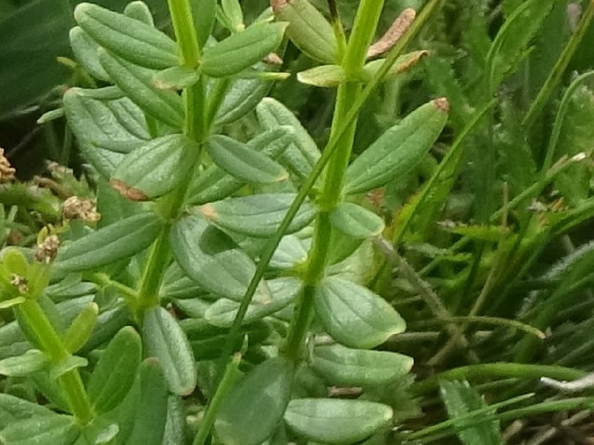 Galium boreale (Rubiaceae)
